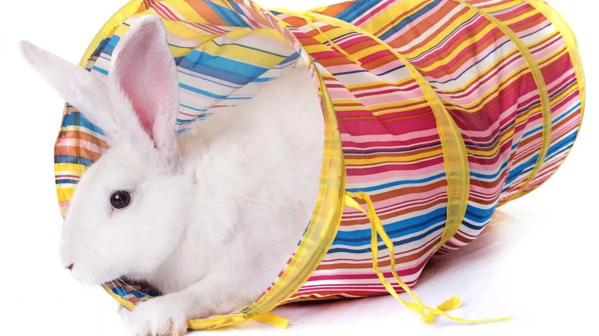 rabbit playing in tunnel