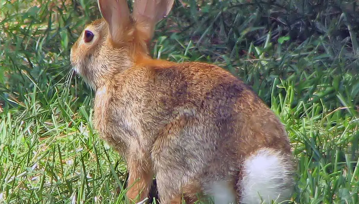 rabbit with white tail