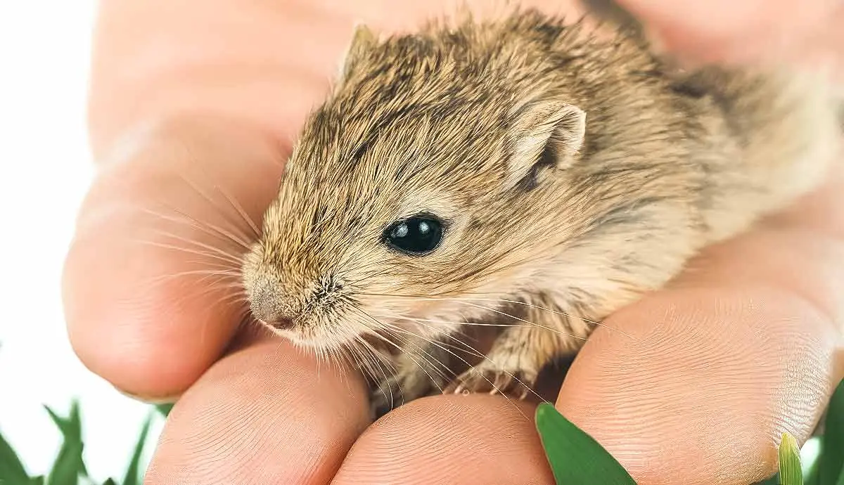 reasons gerbils make great pets