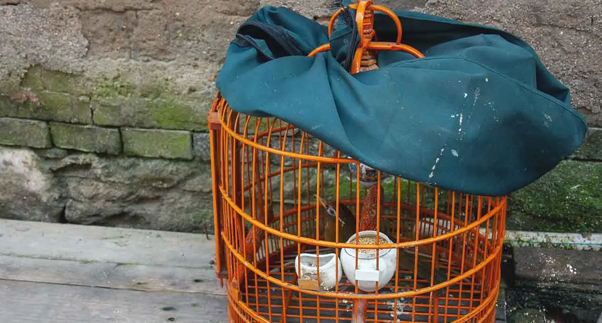 red bird with orange cage green cage cover