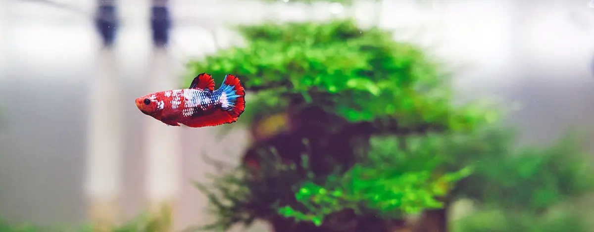 red blue betta fish tank