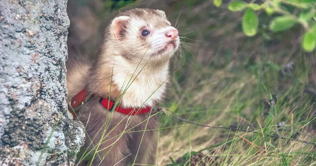 red collar ferret