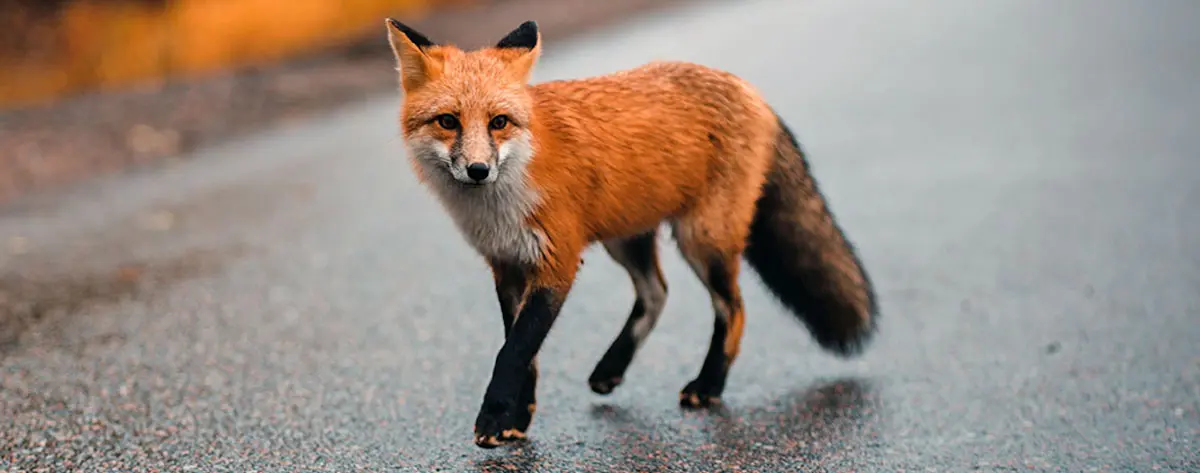 red fox on road england rainy