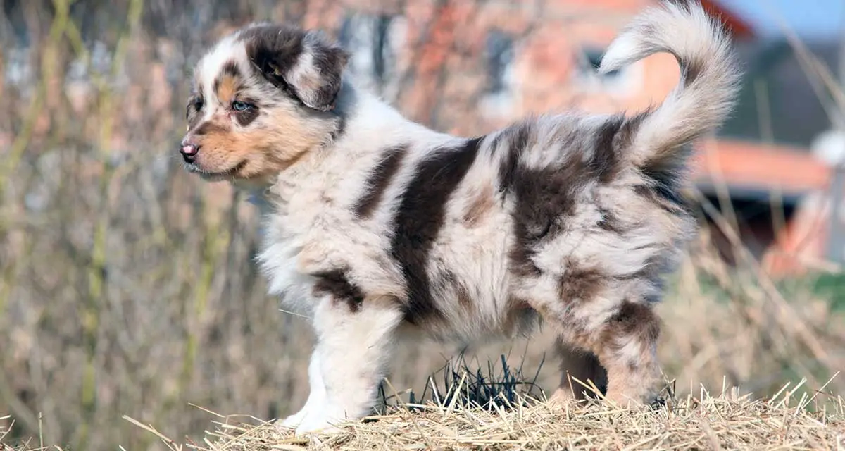 red merle pup