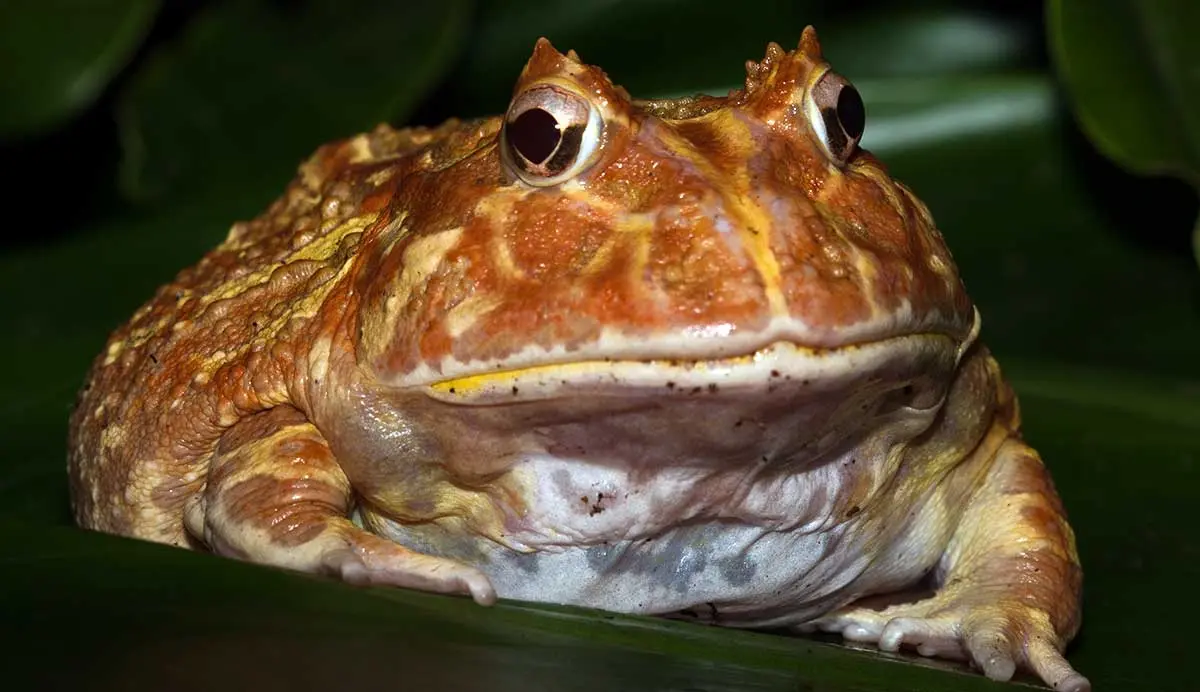 red orange pacman frog
