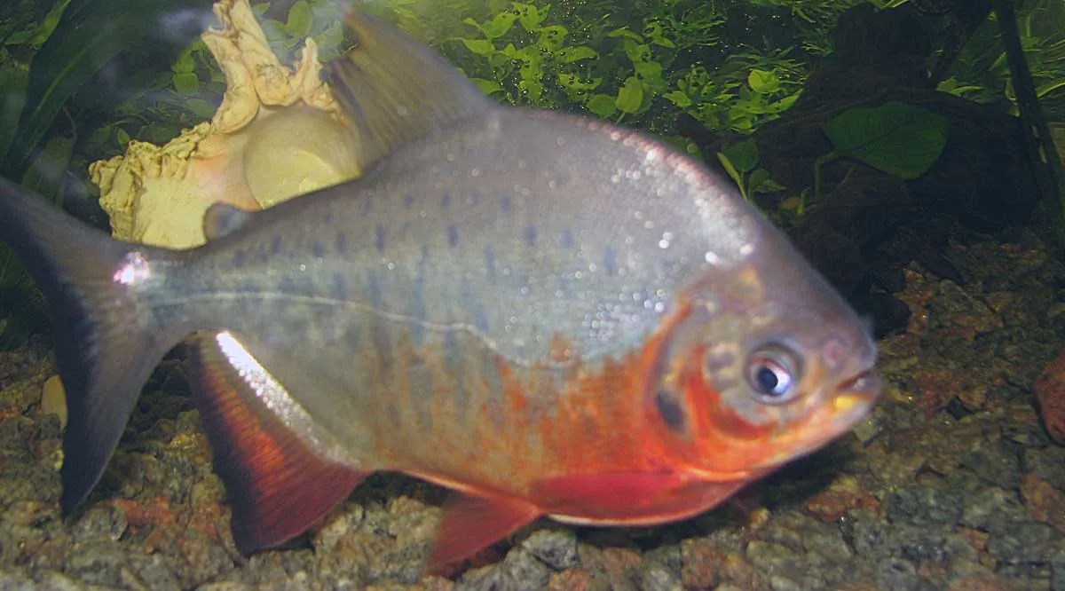 red pacu fish
