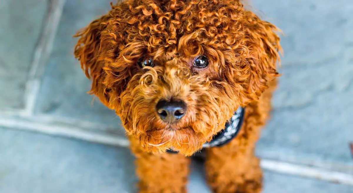 red poodle pup