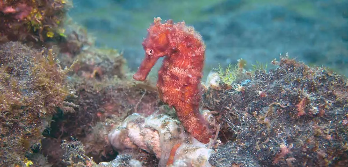 red seahorse