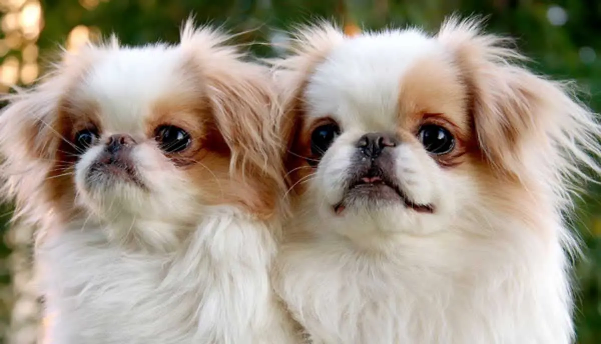 red white japanese chin puppies