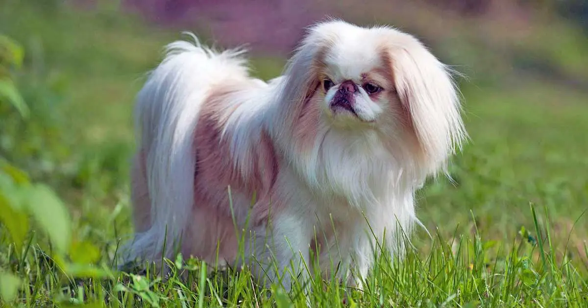 red white japanese chin