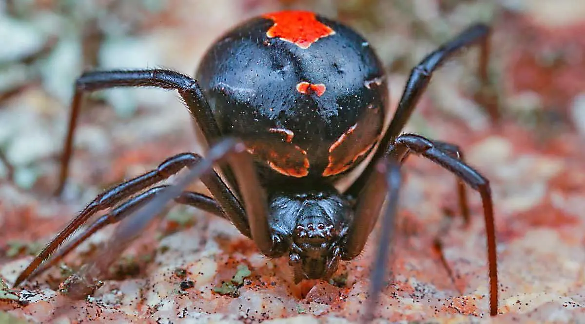 redback spider fangs