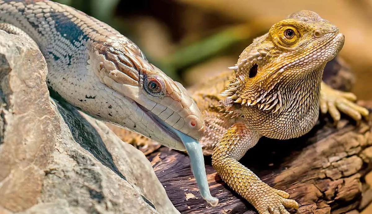 reptiles easy to handle as pets