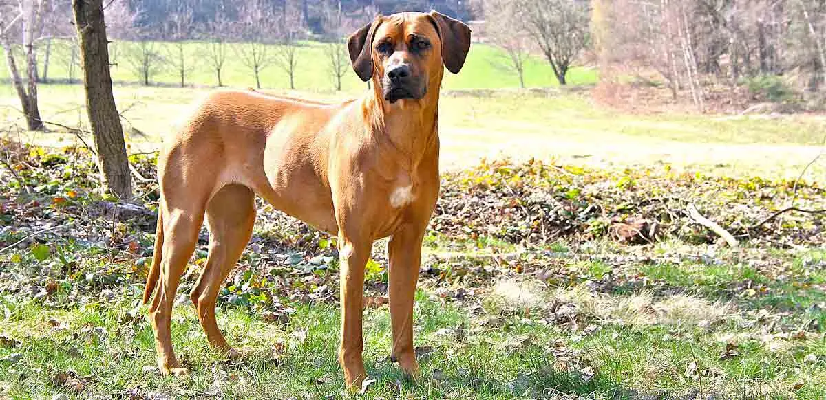 rhodesian ridgeback in park