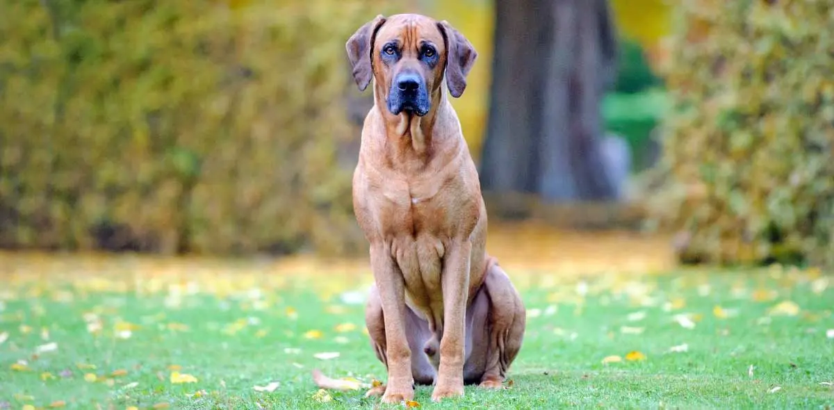 ridgeback male brown