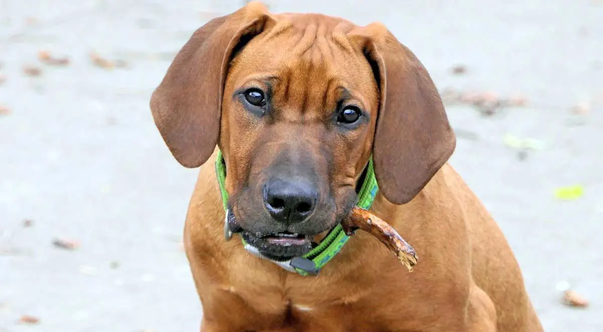 ridgeback puppy green collar