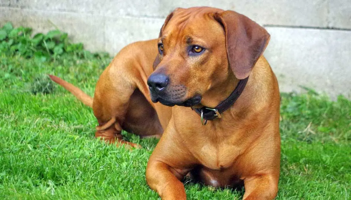 ridgeback puppy with ball