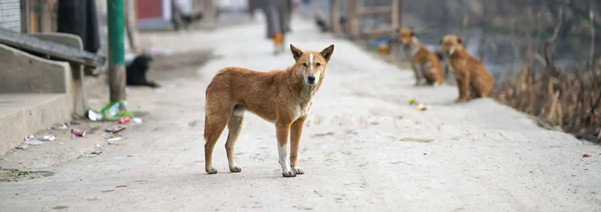 roaming street dogs