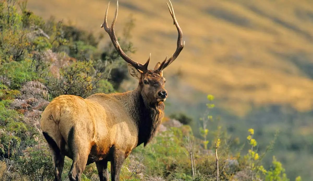 roosevelt elk