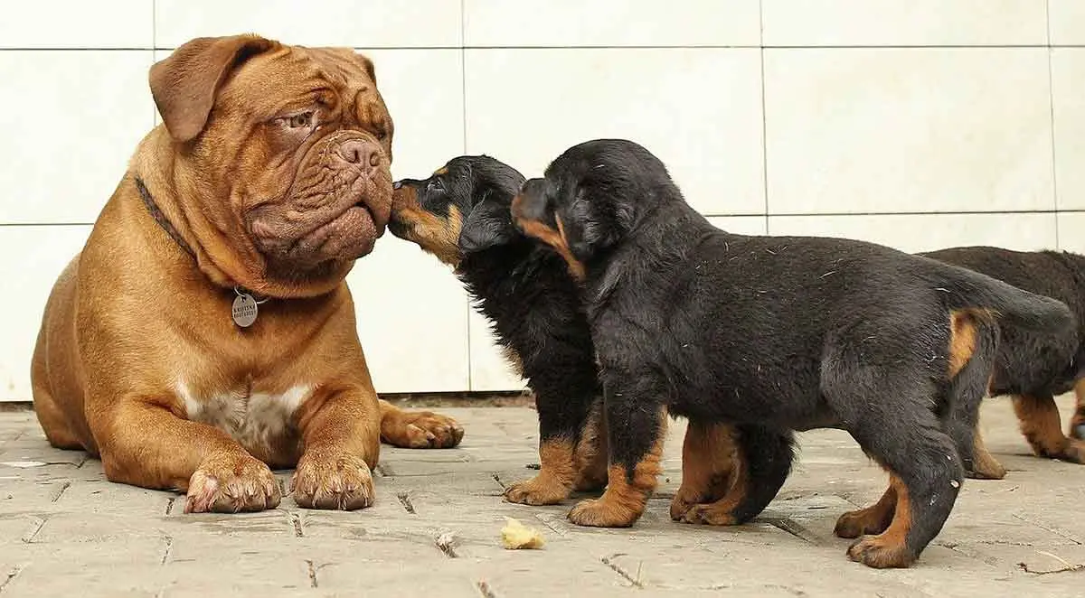 rottweiler and small dogs