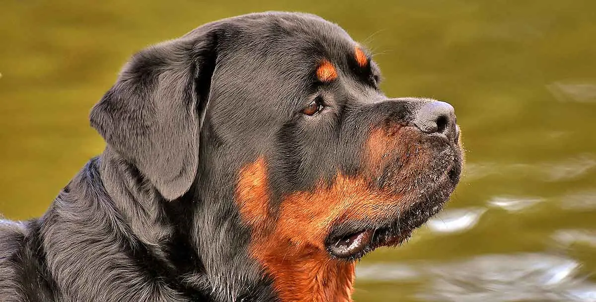 rottweiler dog