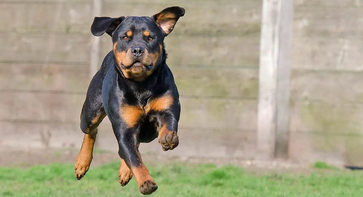 rottweiler running