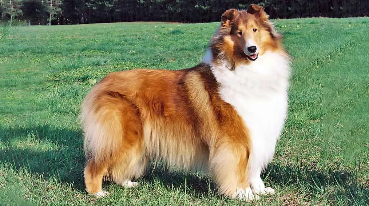 rough collie standing in grass