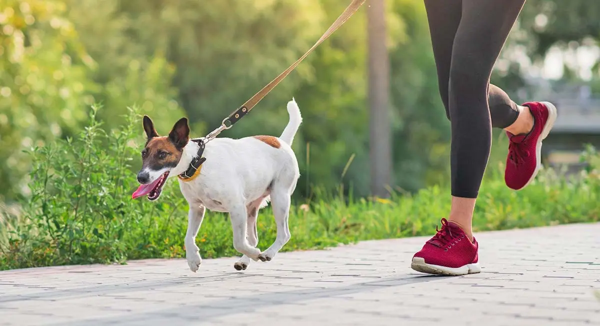 running dog