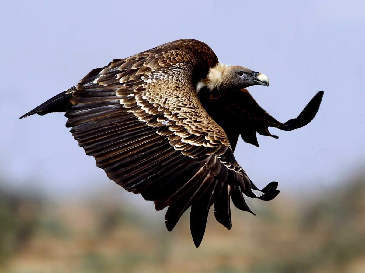ruppells griffon vulture in flight