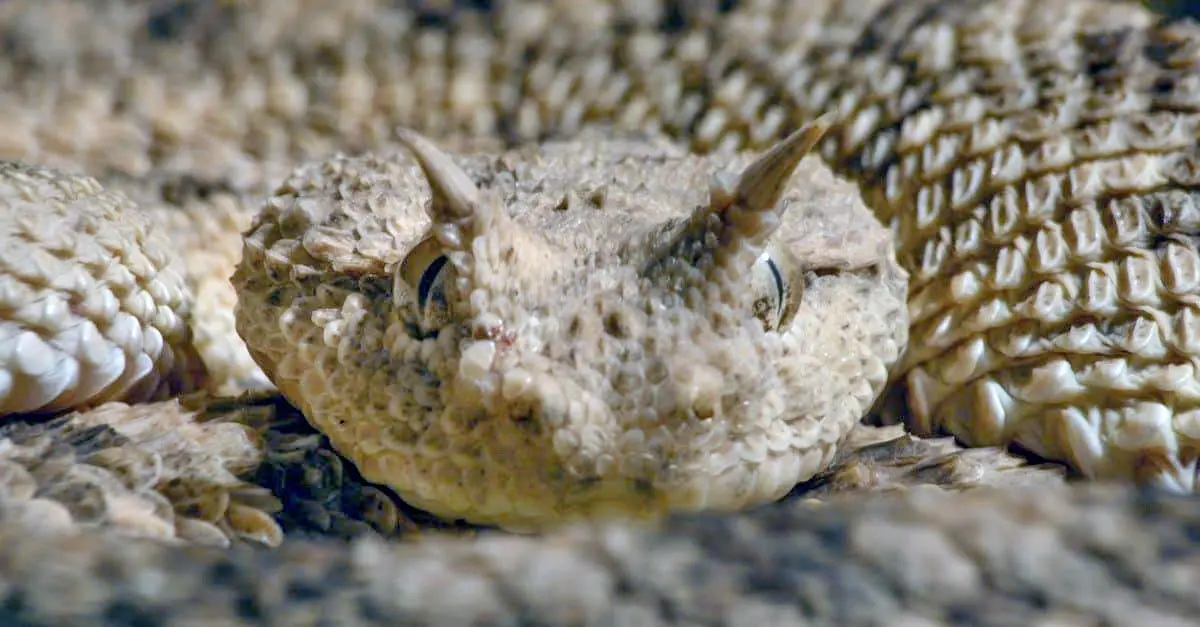 saharan horned viper eyes