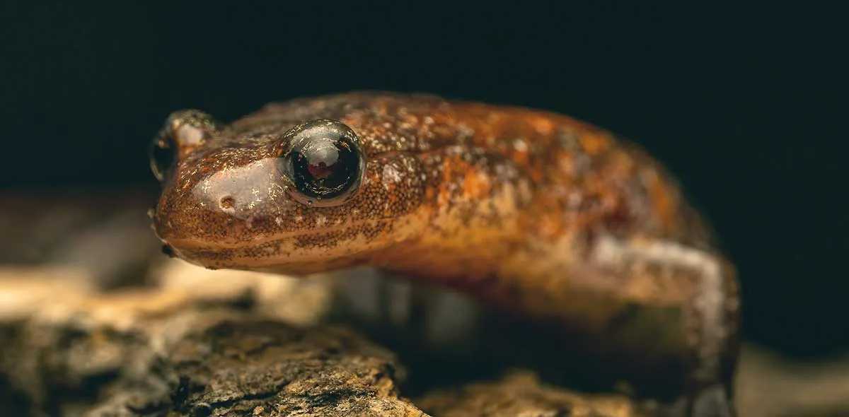 salamander face up close