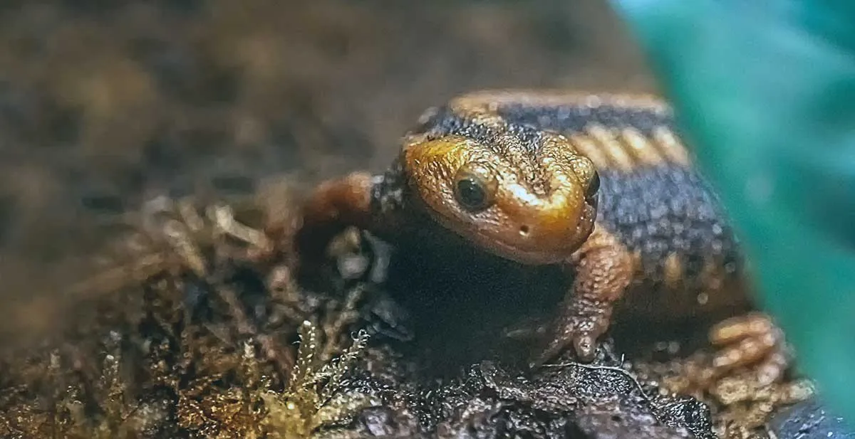 salamander hiding