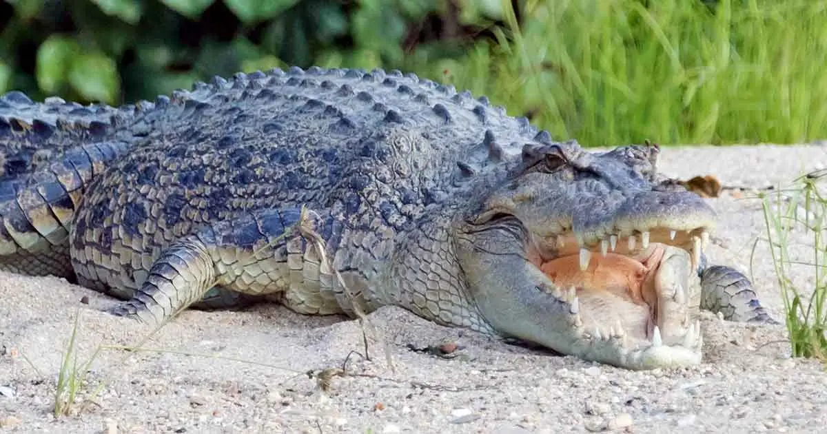 saltwater crocodile baring teeth