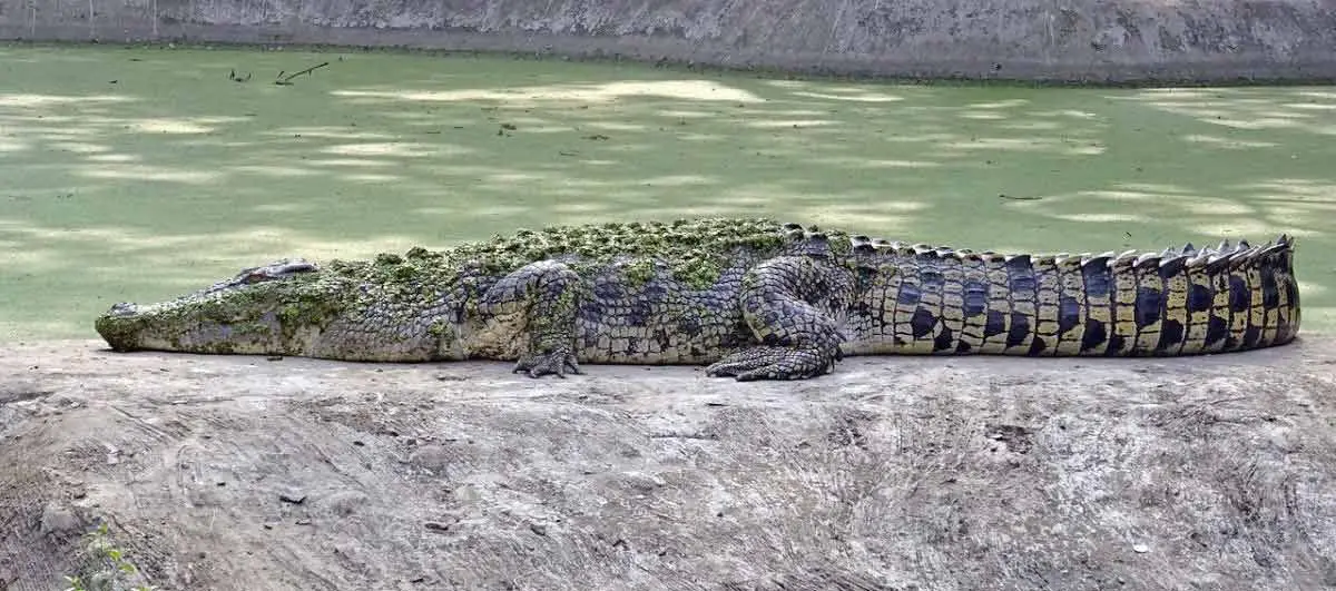 saltwater crocodile