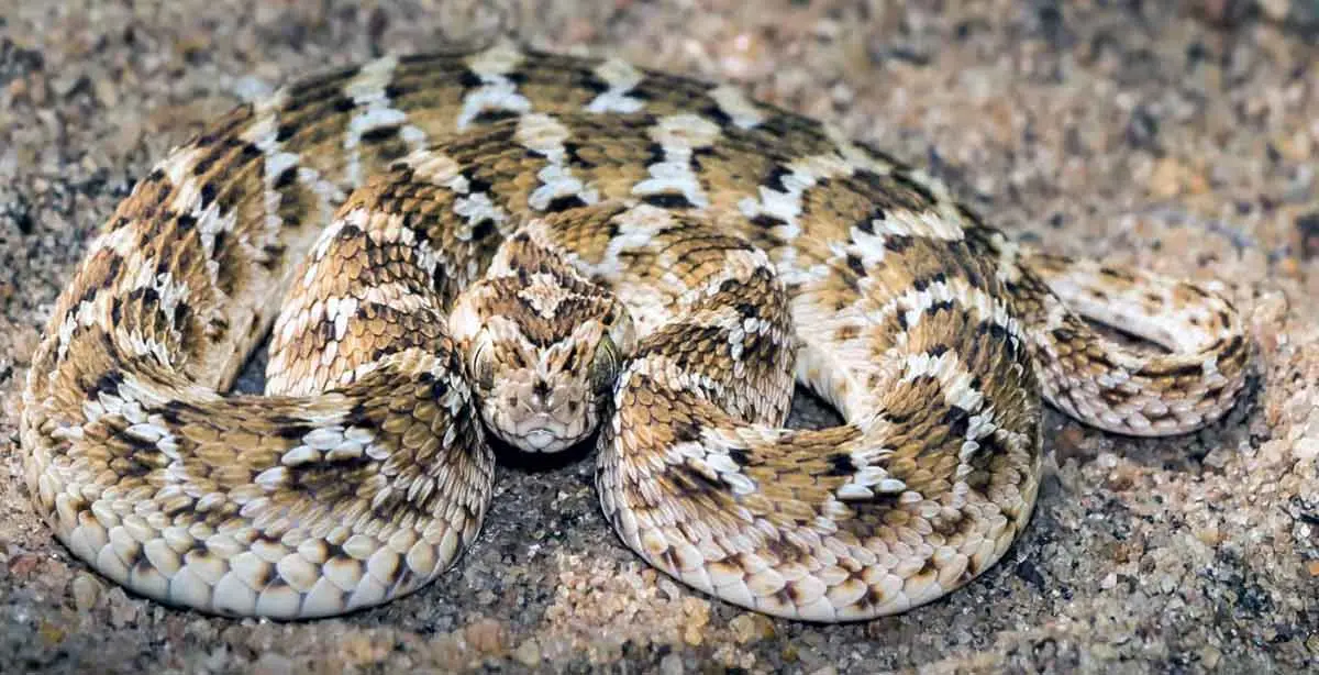 saw scaled viper