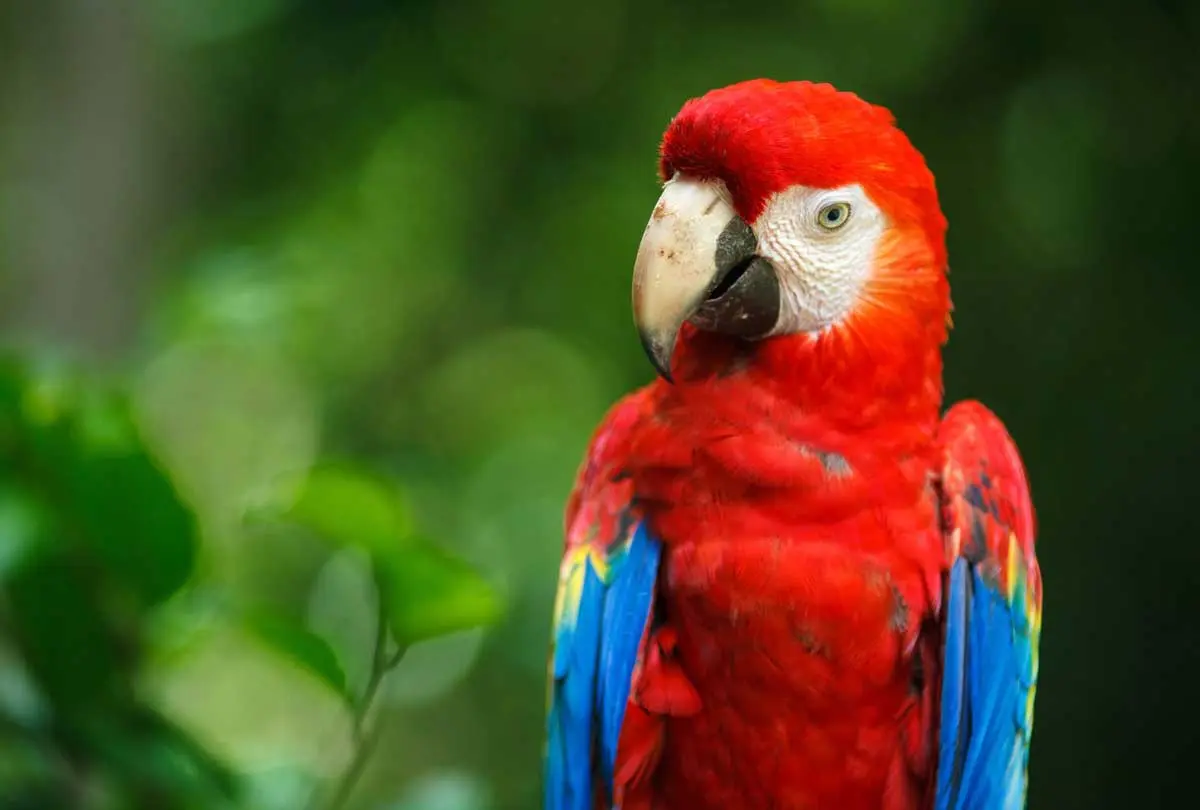 scarlet macaw