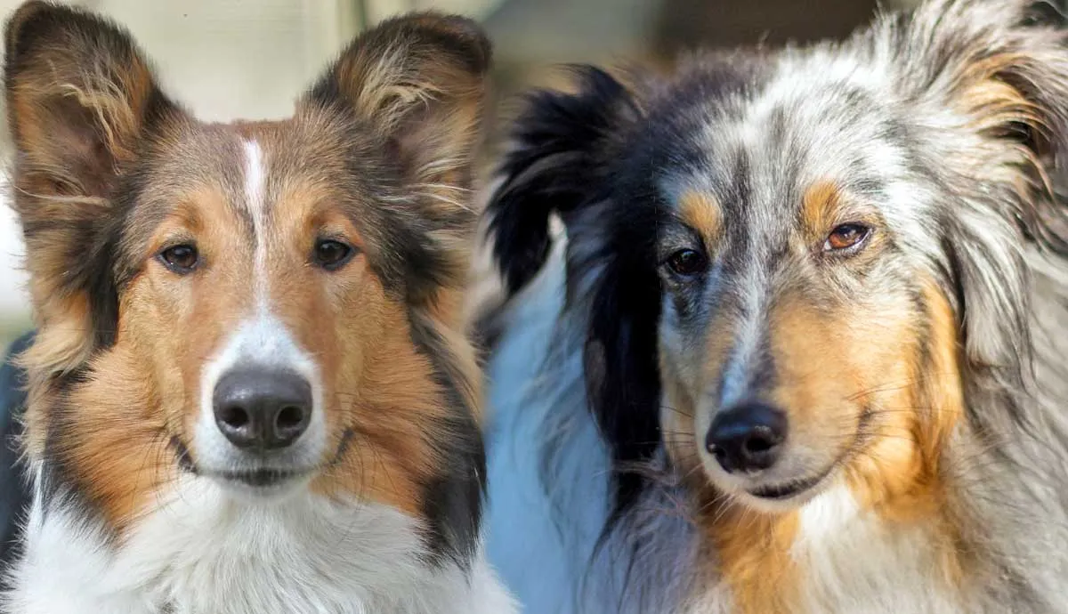 scotch collie vs collie difference