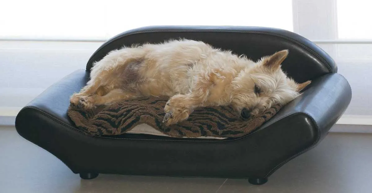 scottish terrier lying down