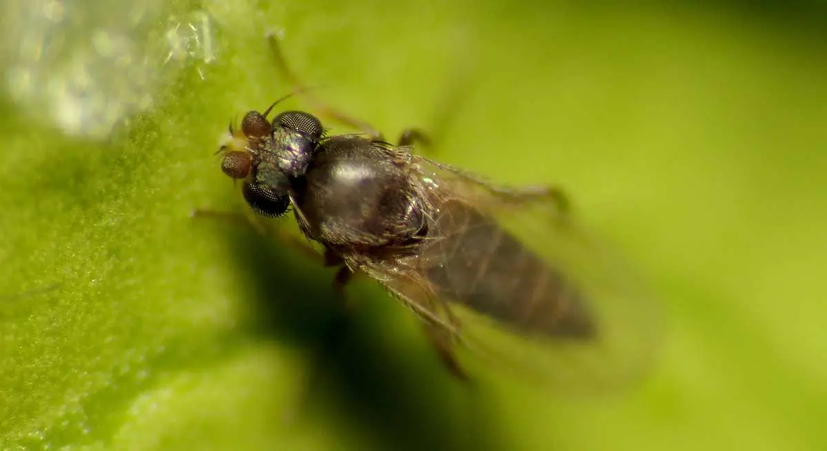 scuttle fly on leaf