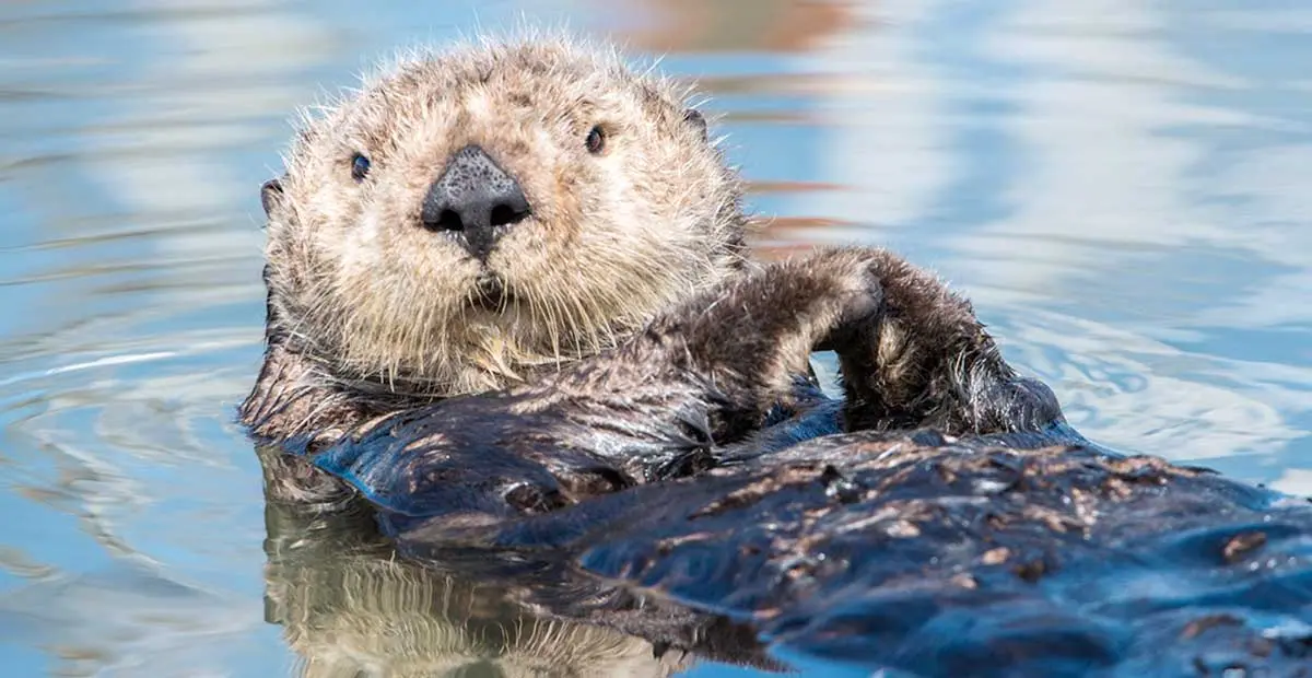 sea otter