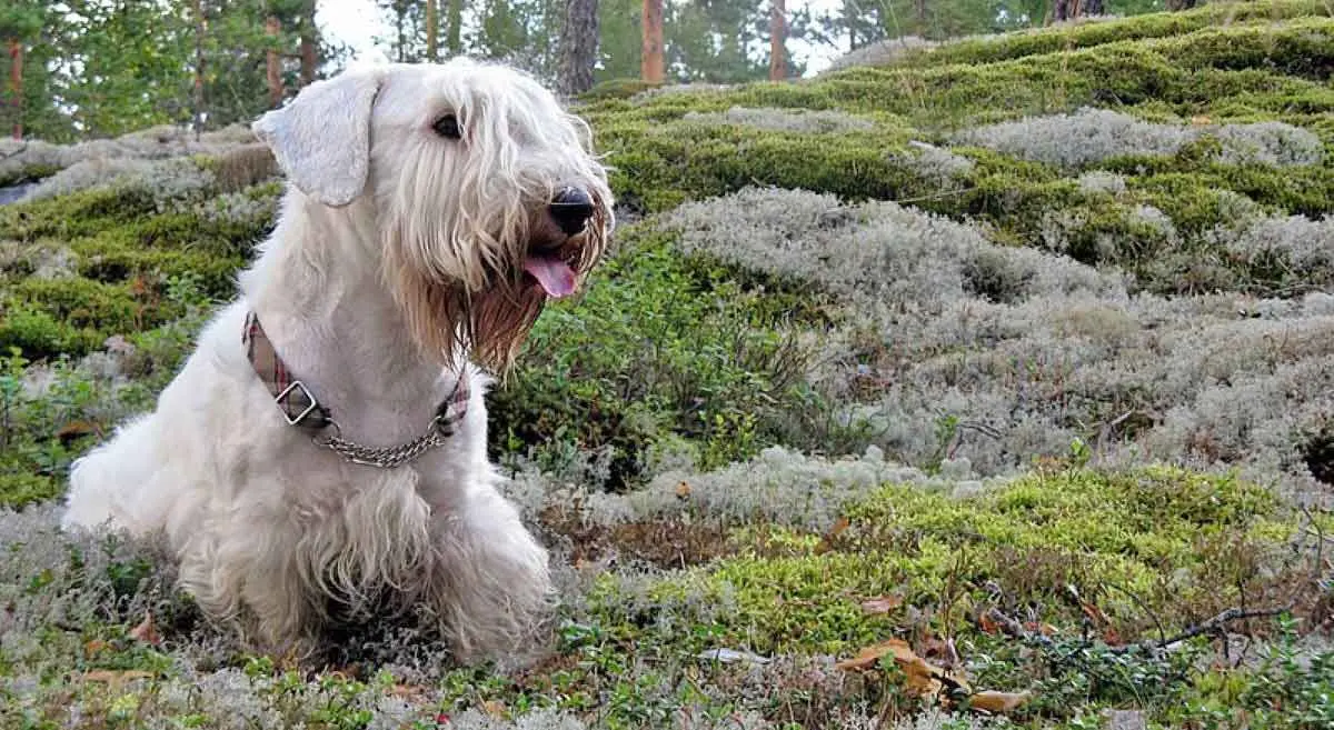 sealyham terrier forest walking