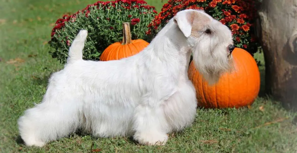 sealyham terrier pumpkins field