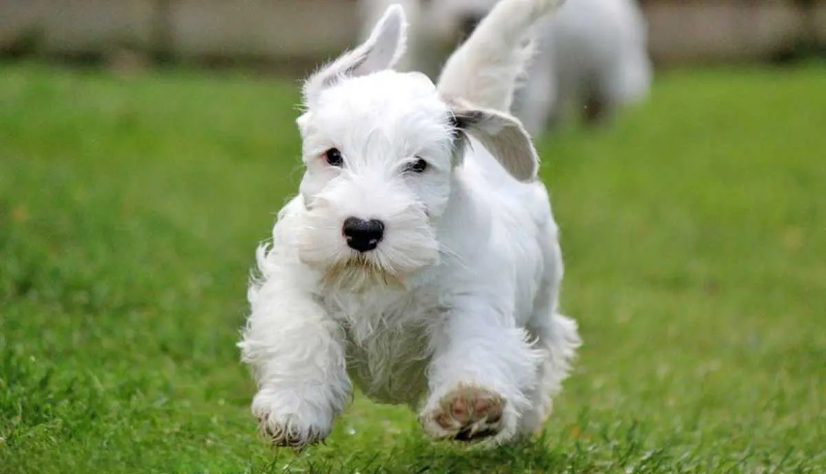 sealyham terrier puppy running action shot