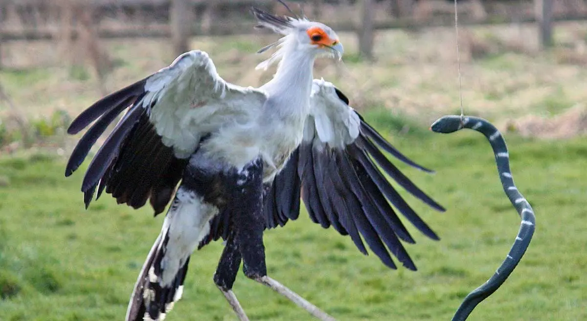 secretary bird attacks snake