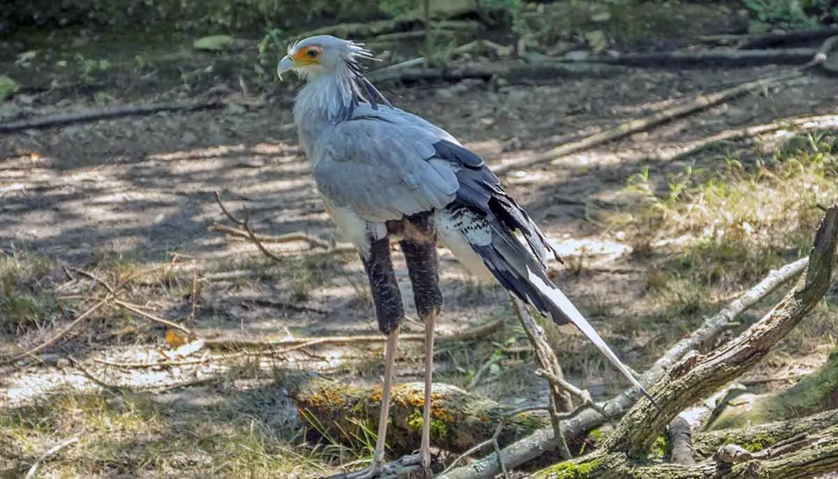 secretary bird full image