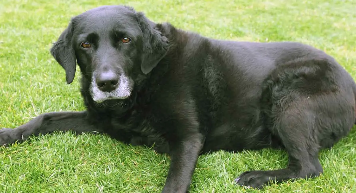 senior dog resting