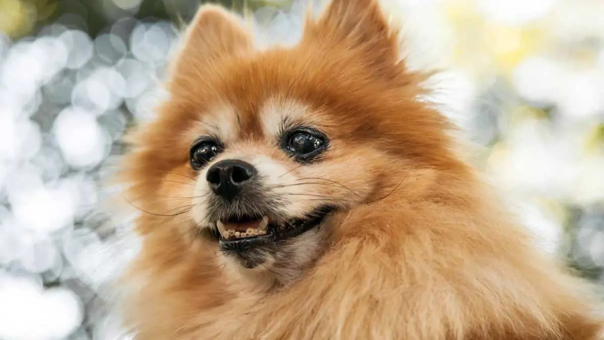 senior pomeranian