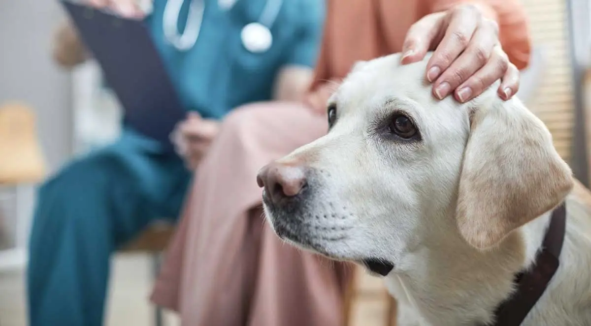 senior vet checkup