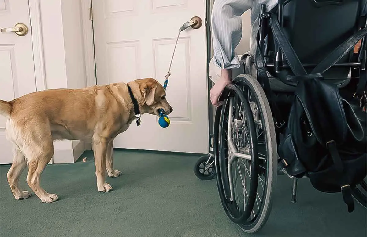 service dog labrador