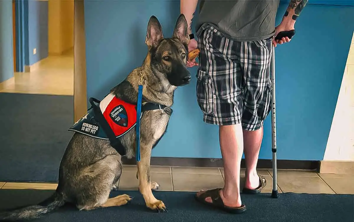 service dog shepherd