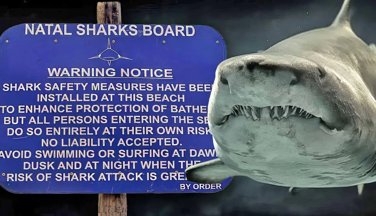 shark encounters what you need to know